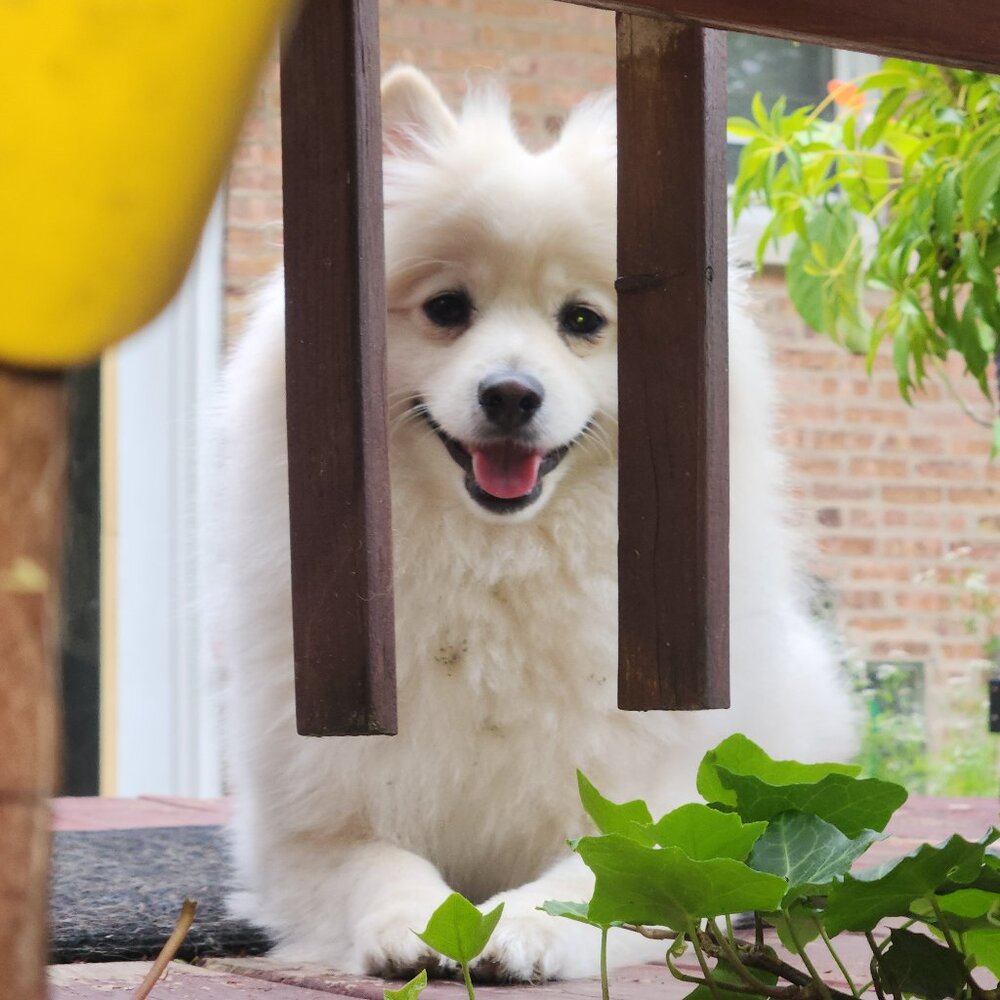 Meet your Posher, Philip